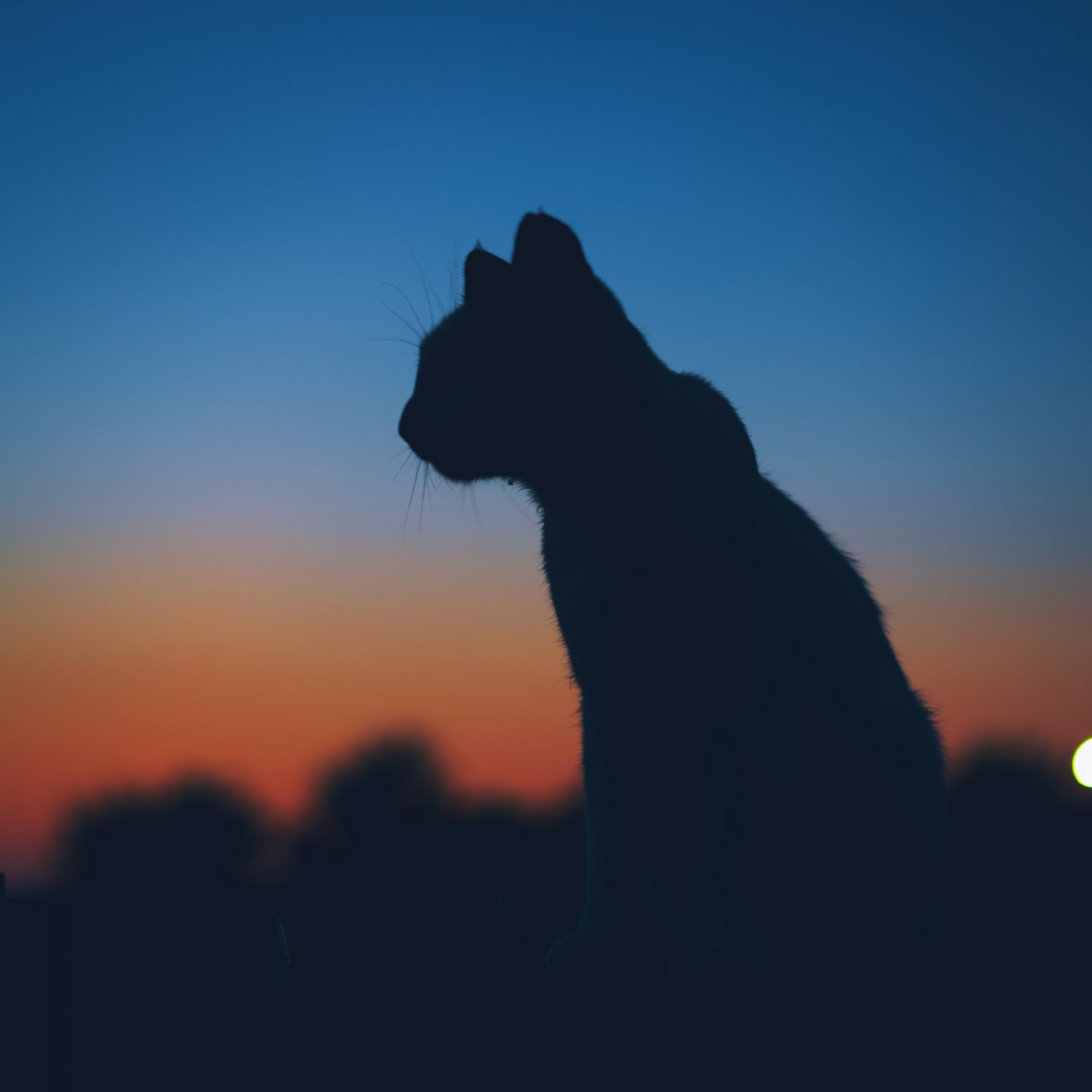 Song of My Husband After Encountering an Unspecified Animal During His Night-time Run