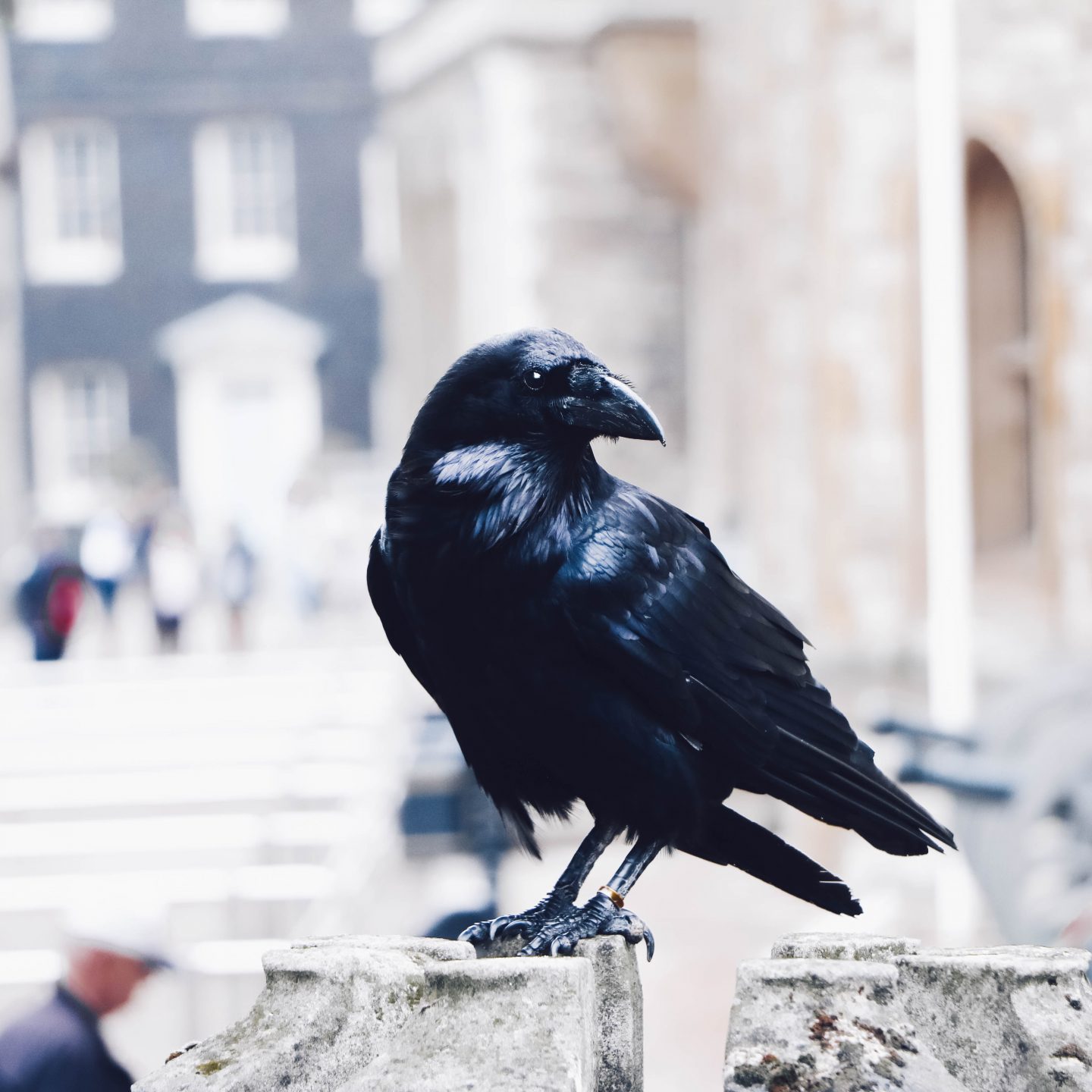 Eating Crow
