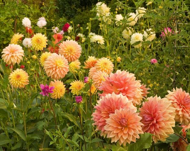 The Kookaburra’s Garden