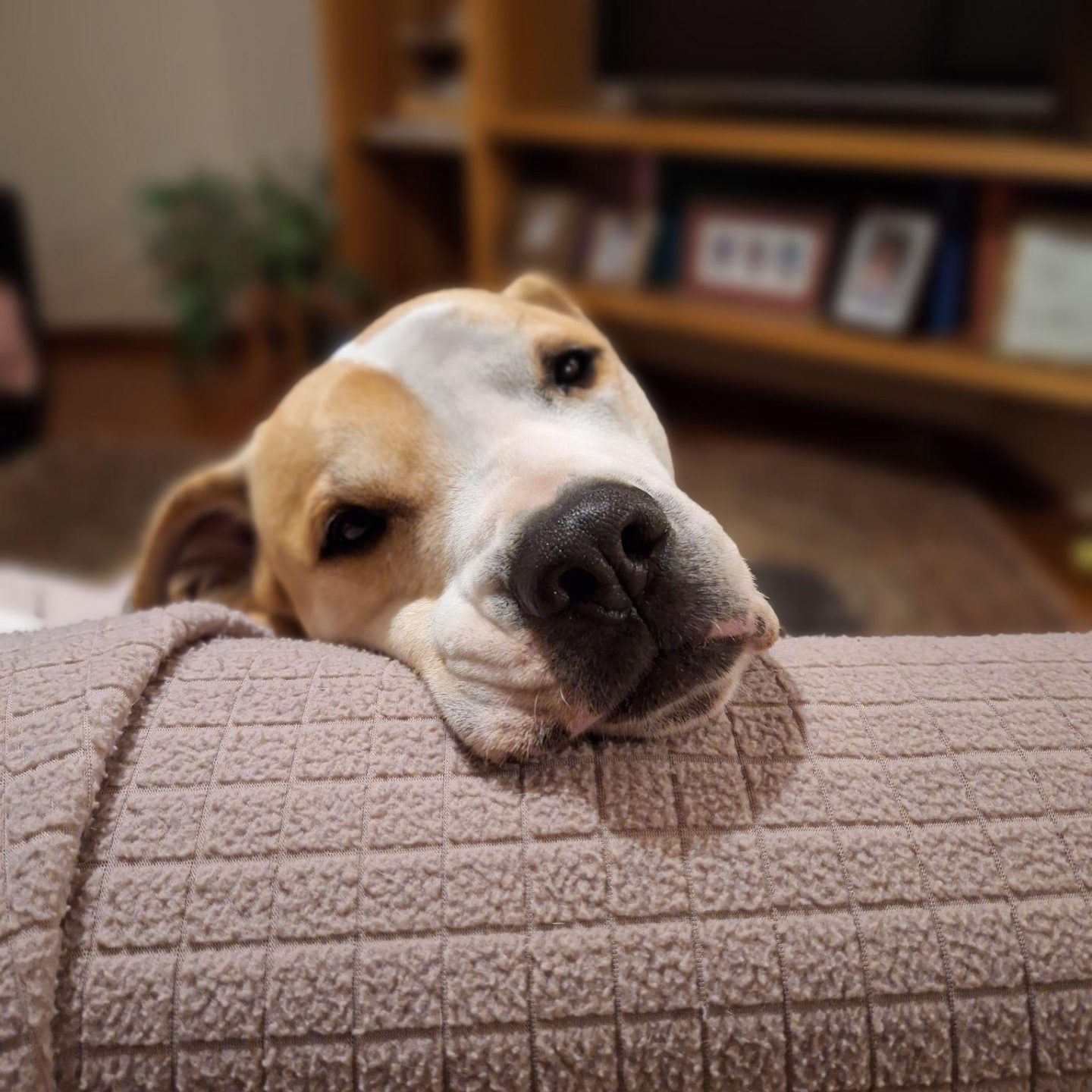 The Look of Love