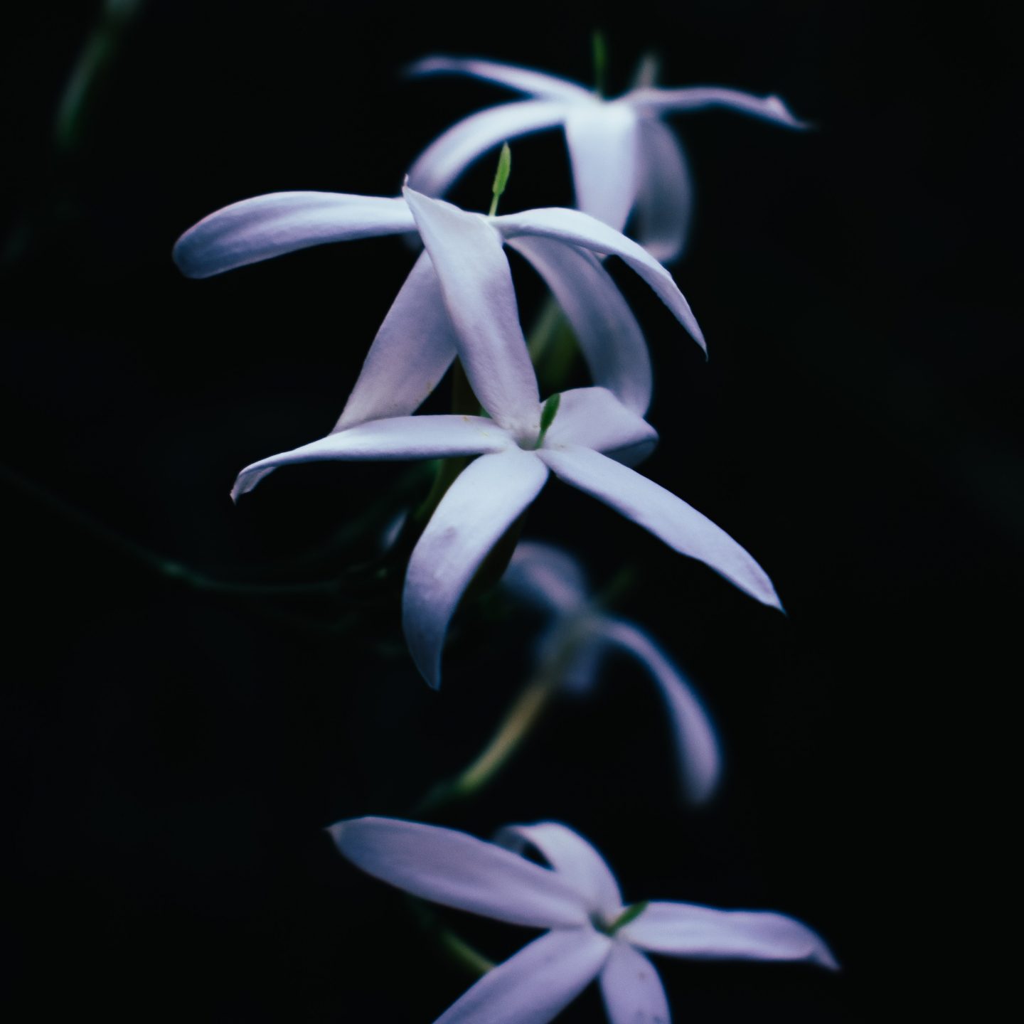 Jasmine