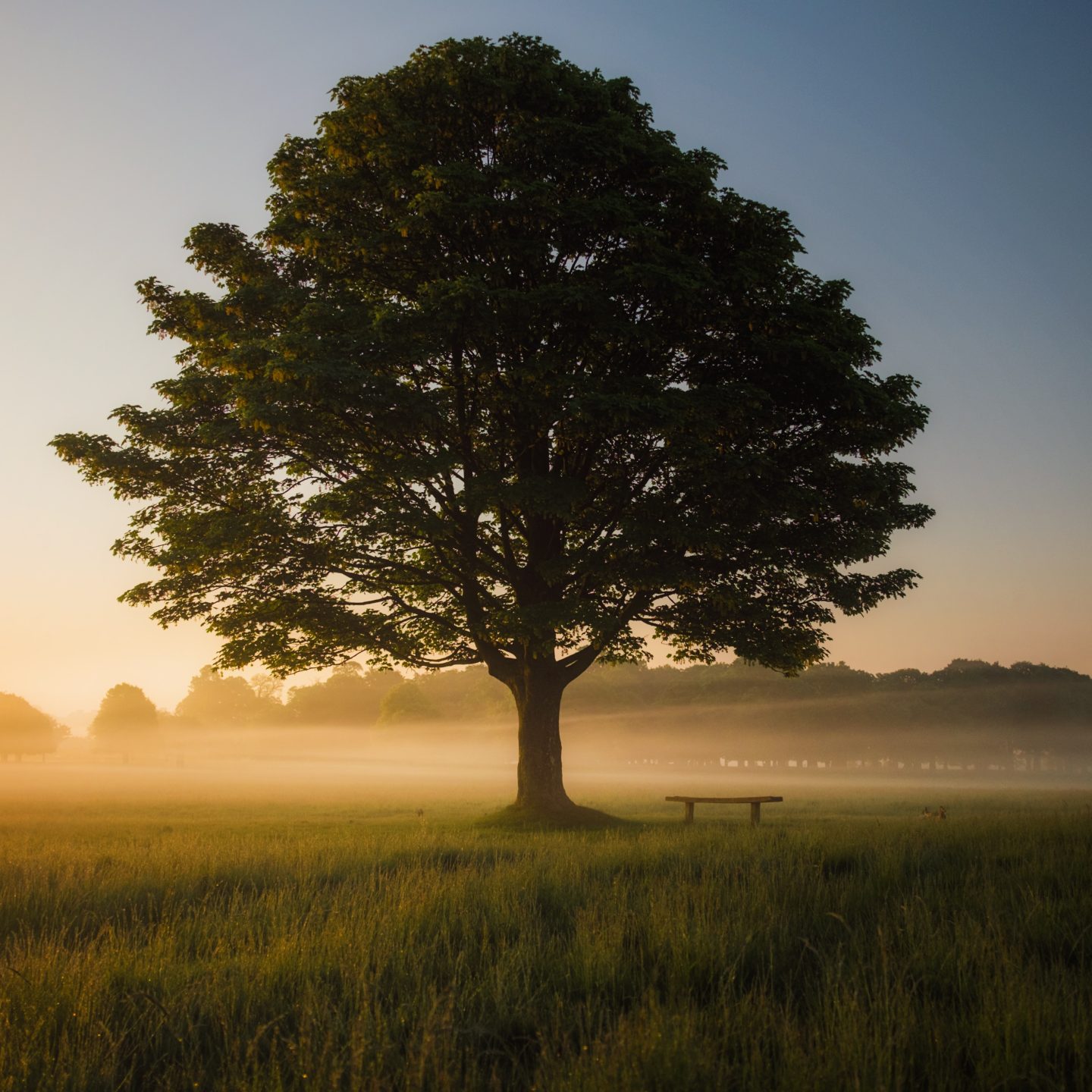 Just Another Old Tree